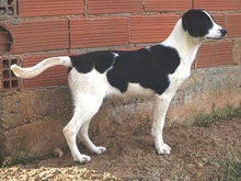 LIZY, Hund, Mischlingshund in Griechenland - Bild 22