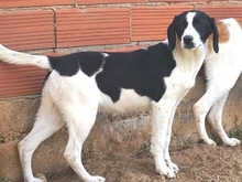 LIZY, Hund, Mischlingshund in Griechenland - Bild 24