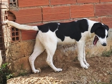 LIZY, Hund, Mischlingshund in Griechenland - Bild 25