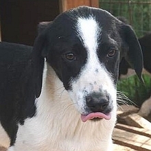 LIZY, Hund, Mischlingshund in Griechenland - Bild 26