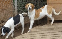 LIZY, Hund, Mischlingshund in Griechenland - Bild 27