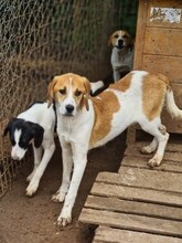 LIZY, Hund, Mischlingshund in Griechenland - Bild 28