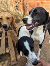 LIZY, Hund, Mischlingshund in Griechenland - Bild 31