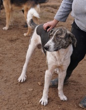 VONDO, Hund, Mischlingshund in Griechenland - Bild 11