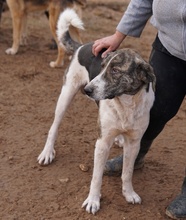 VONDO, Hund, Mischlingshund in Griechenland - Bild 12