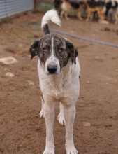 VONDO, Hund, Mischlingshund in Griechenland - Bild 2