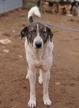 VONDO, Hund, Mischlingshund in Griechenland - Bild 3