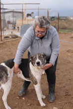 VONDO, Hund, Mischlingshund in Griechenland - Bild 4