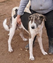 VONDO, Hund, Mischlingshund in Griechenland - Bild 5