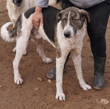 VONDO, Hund, Mischlingshund in Griechenland - Bild 6