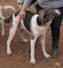 VONDO, Hund, Mischlingshund in Griechenland - Bild 7