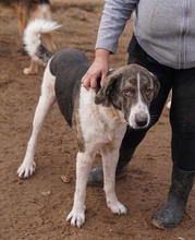 VONDO, Hund, Mischlingshund in Griechenland - Bild 9