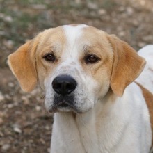 DUSTY, Hund, Mischlingshund in Griechenland - Bild 1