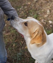 DUSTY, Hund, Mischlingshund in Griechenland - Bild 10