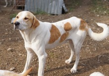 DUSTY, Hund, Mischlingshund in Griechenland - Bild 11