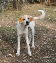 DUSTY, Hund, Mischlingshund in Griechenland - Bild 12