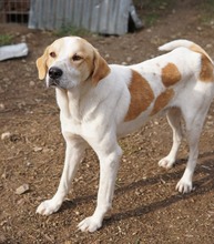 DUSTY, Hund, Mischlingshund in Griechenland - Bild 13