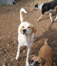DUSTY, Hund, Mischlingshund in Griechenland - Bild 14