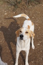 DUSTY, Hund, Mischlingshund in Griechenland - Bild 15
