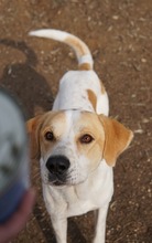 DUSTY, Hund, Mischlingshund in Griechenland - Bild 2