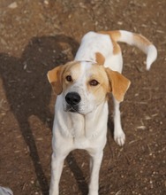 DUSTY, Hund, Mischlingshund in Griechenland - Bild 3
