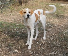 DUSTY, Hund, Mischlingshund in Griechenland - Bild 4