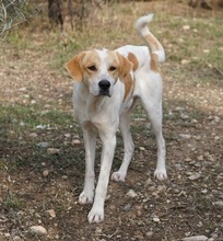 DUSTY, Hund, Mischlingshund in Griechenland - Bild 5
