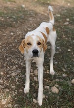 DUSTY, Hund, Mischlingshund in Griechenland - Bild 6