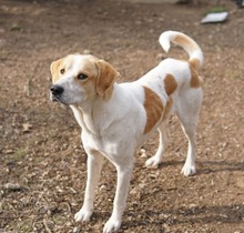 DUSTY, Hund, Mischlingshund in Griechenland - Bild 7