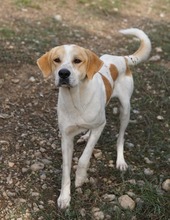 DUSTY, Hund, Mischlingshund in Griechenland - Bild 8