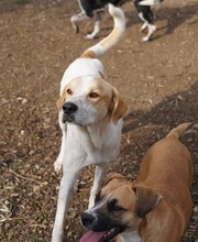 DUSTY, Hund, Mischlingshund in Griechenland - Bild 9