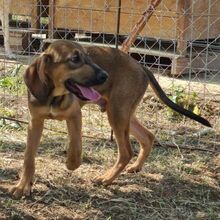 SISCO, Hund, Mischlingshund in Griechenland - Bild 1