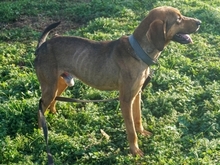 SISCO, Hund, Mischlingshund in Griechenland - Bild 10