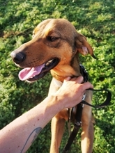 SISCO, Hund, Mischlingshund in Griechenland - Bild 11