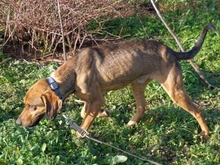 SISCO, Hund, Mischlingshund in Griechenland - Bild 12