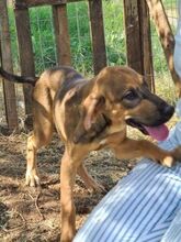 SISCO, Hund, Mischlingshund in Griechenland - Bild 4