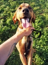 SISCO, Hund, Mischlingshund in Griechenland - Bild 8