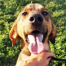 SISCO, Hund, Mischlingshund in Landau - Bild 13