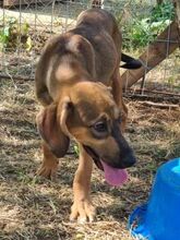 SISCO, Hund, Mischlingshund in Landau - Bild 3