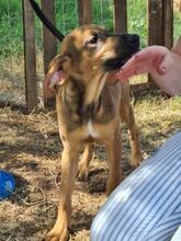 SISCO, Hund, Mischlingshund in Landau - Bild 5