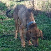 SISCO, Hund, Mischlingshund in Landau - Bild 7