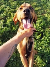 SISCO, Hund, Mischlingshund in Landau - Bild 8