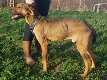 SISCO, Hund, Mischlingshund in Landau - Bild 9