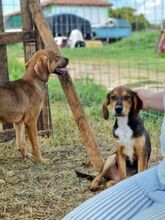 STARK, Hund, Mischlingshund in Griechenland - Bild 10