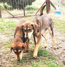STARK, Hund, Mischlingshund in Griechenland - Bild 11