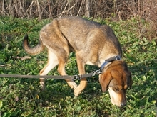 STARK, Hund, Mischlingshund in Griechenland - Bild 17
