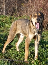 STARK, Hund, Mischlingshund in Griechenland - Bild 19
