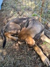 STARK, Hund, Mischlingshund in Griechenland - Bild 5