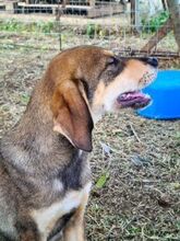 STARK, Hund, Mischlingshund in Griechenland - Bild 7