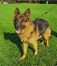 VOX, Hund, Mischlingshund in Kroatien - Bild 10
